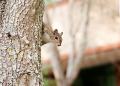 IMG_2026 squirrel peeking around tree